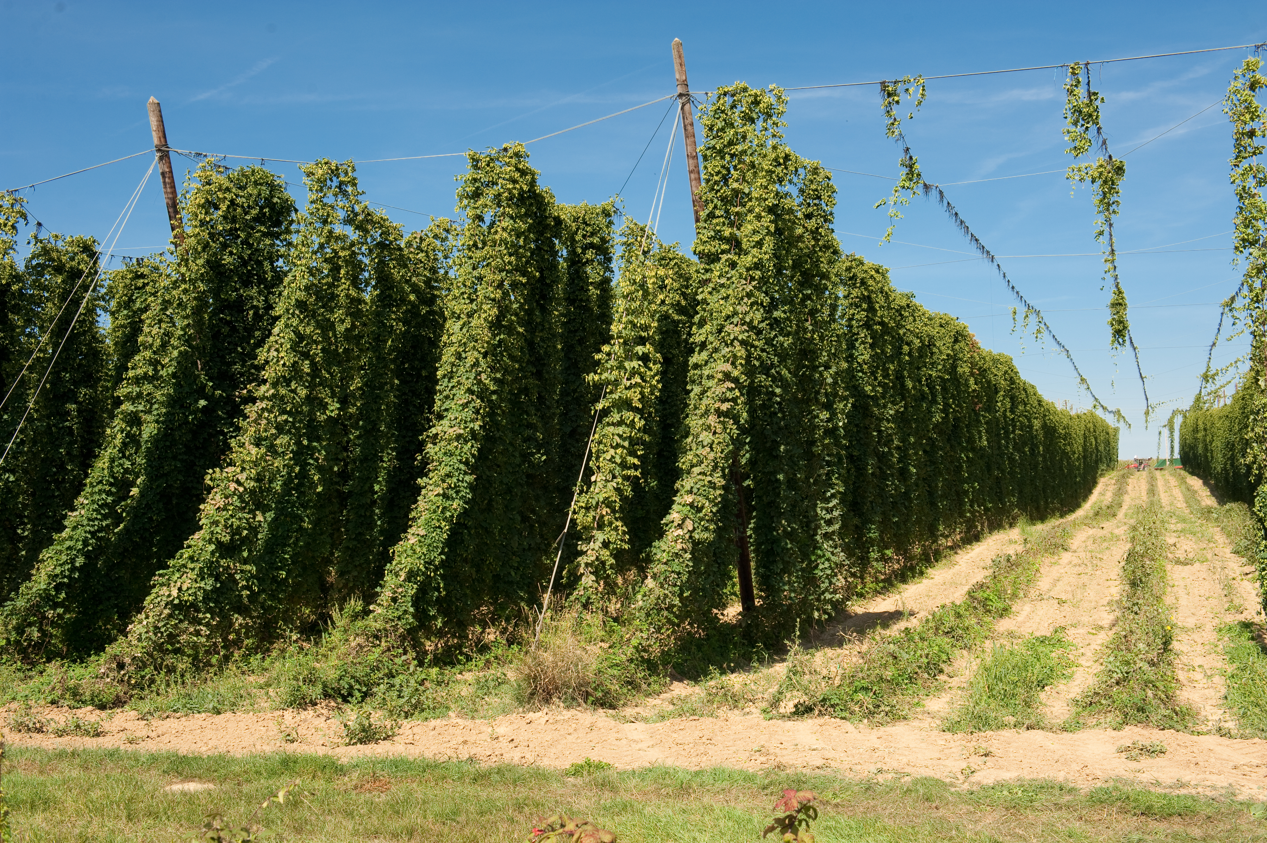 houblonnière Alsace ciel bleu